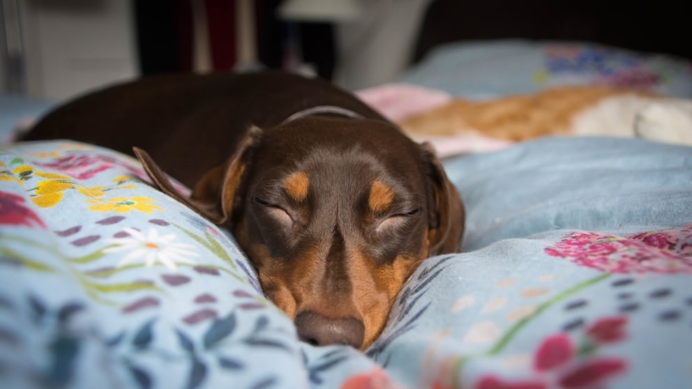 Dackel schläft auf Bett