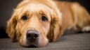 Golden Retriever liegt und blickt in die Kamera