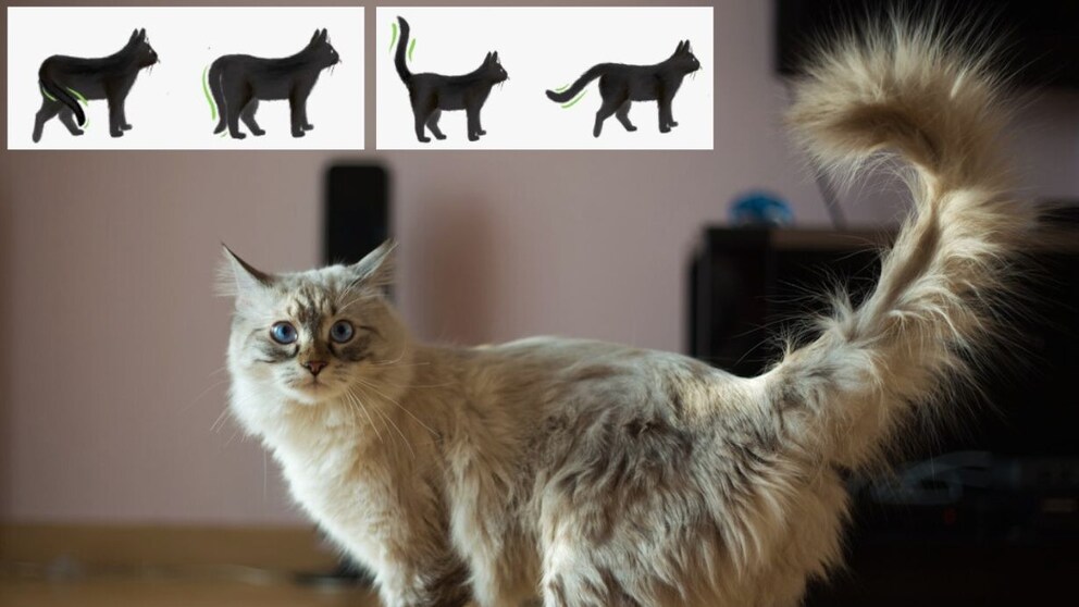 Katze mit aufgestelltem Schwanz