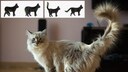 Katze mit aufgestelltem Schwanz