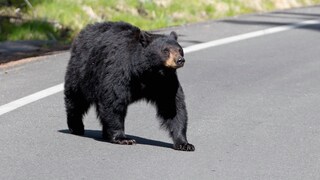 Schwarzbär überquert eine Straße