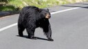 Schwarzbär überquert eine Straße