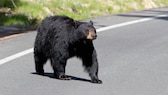 Schwarzbär überquert eine Straße