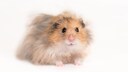 Teddyhamster (Freisteller)