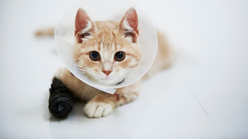 Katze mit Kragen und Verband nach Operation