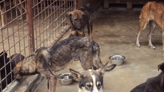 Hunde im Zwinger vom Tierheim Slatina in Kroatien