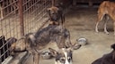 Hunde im Zwinger vom Tierheim Slatina in Kroatien