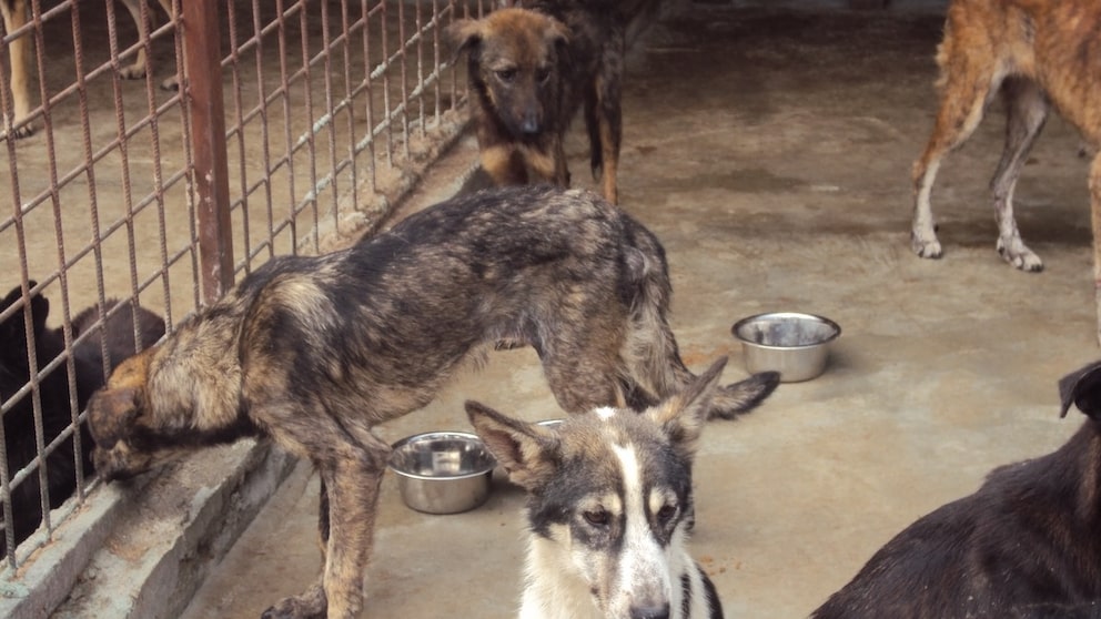 Hunde im Zwinger vom Tierheim Slatina in Kroatien