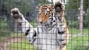 Tiger am Gitter eines Geheges hängend