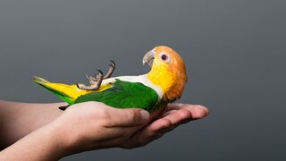 Vogel Unzertrennliche wird in Hand gehalten