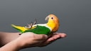 Vogel Unzertrennliche wird in Hand gehalten