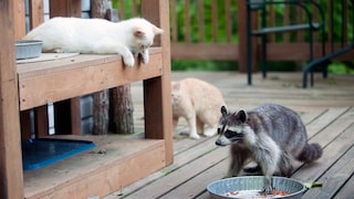 Wäschbär und Katze auf Terrasse