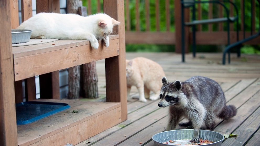 Wäschbär und Katze auf Terrasse