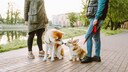 Zwei Hunde beim Spaziergang mit ihren Menschen