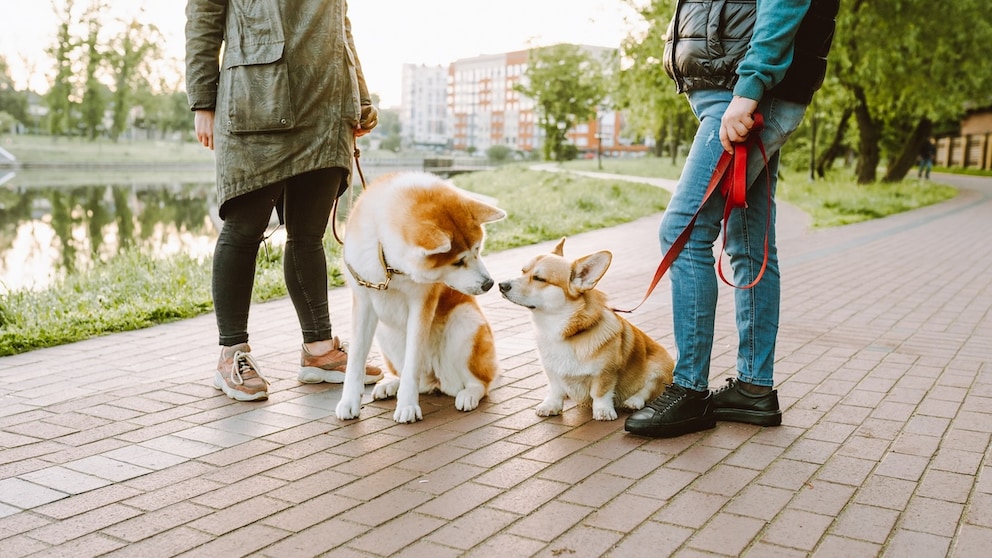 Zwei Hunde beim Spaziergang mit ihren Menschen