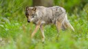 Europäischer Grauwolf Canis lupus lupus in Detuschland