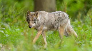 Europäischer Grauwolf Canis lupus lupus in Detuschland