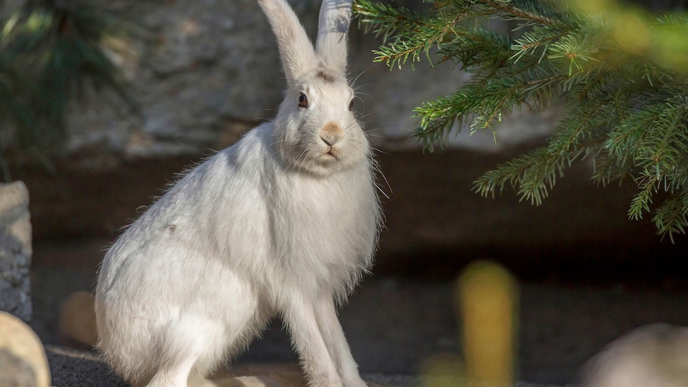 Alpenschneehase, Eurasischer Schneehase, Schneehase, Schnee-Hase (Lepus timidus varronis, Lepus varronis), sitzt vor Felswand, Oesterreich, Tirol