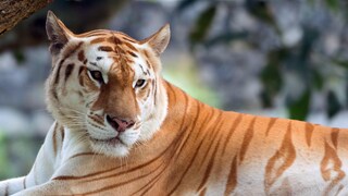Seltener Goldener Tiger