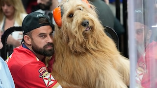 Brodie und sein Besitzer Cliff Brush Jr. beobachten das siebte Spiel des Stanley-Cup-Finales der NHL zwischen den Florida Panthers und den Edmonton Oilers in Sunrise, Florida. Brush reist mit seinem berühmten Goldendoodle Tik Tok durch die ganze Welt.