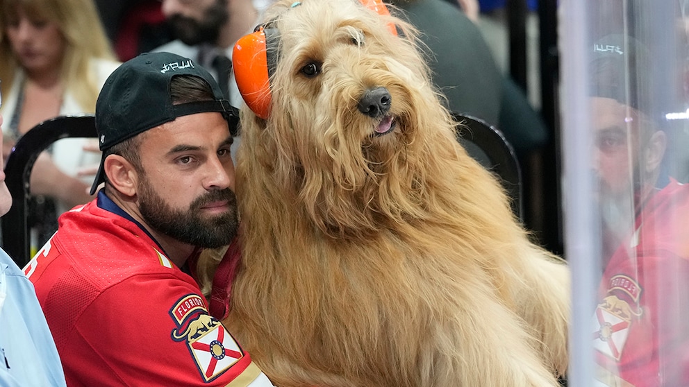 Brodie und sein Besitzer Cliff Brush Jr. beobachten das siebte Spiel des Stanley-Cup-Finales der NHL zwischen den Florida Panthers und den Edmonton Oilers in Sunrise, Florida. Brush reist mit seinem berühmten Goldendoodle Tik Tok durch die ganze Welt.