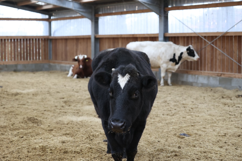 Kuh Manuela stand drei Jahre lang mit offenem Bauch in einem Tierversuchslabor. Nun kann sie ihr restliches Leben in Sicherheit verbringen