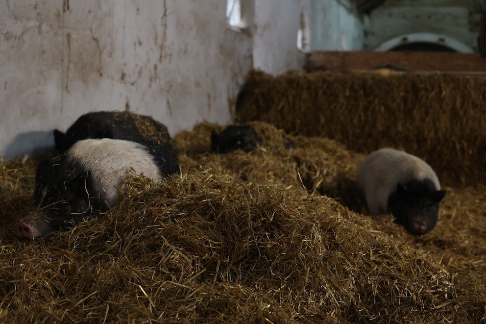 Auf Hof Butenland leben nicht nur Kühe, sondern auch Pferde und acht Schweine