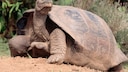 Eine Galapagos-Riesenschildkröte in der Natur