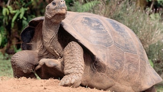 Eine Galapagos-Riesenschildkröte in der Natur