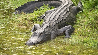 Alligator