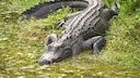Alligator