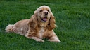 American Cocker Spaniel