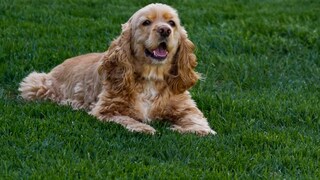 American Cocker Spaniel