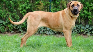 Bandog