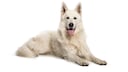 Berger Blanc Suisse