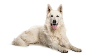 Berger Blanc Suisse