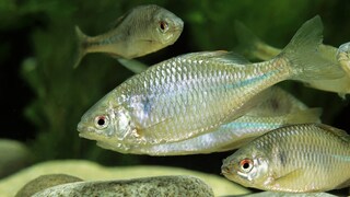 Bitterlinge im Aquarium