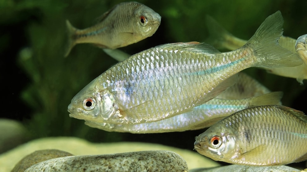 Bitterlinge im Aquarium