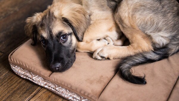 Kann braunes Rauschen Hunden bei Angst an Silvester helfen? - PETBOOK