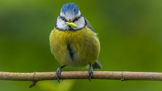 Meisen sind beliebte, heimische Singvögel. Allerdings gibt es so allerhand Spannendes über die Tiere, das fast keiner weiß