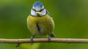 Meisen sind beliebte, heimische Singvögel. Allerdings gibt es so allerhand Spannendes über die Tiere, das fast keiner weiß