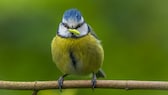 Meisen sind beliebte, heimische Singvögel. Allerdings gibt es so allerhand Spannendes über die Tiere, das fast keiner weiß