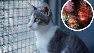 Nicht nur unsere Haustiere leiden an Silvester. Auch im Tierheim sorgt Feuerwerk für Stress bei Mitarbeitern und tierischen Bewohnern, weshalb Tierschützer jedes Jahr für ein Verbot plädieren.