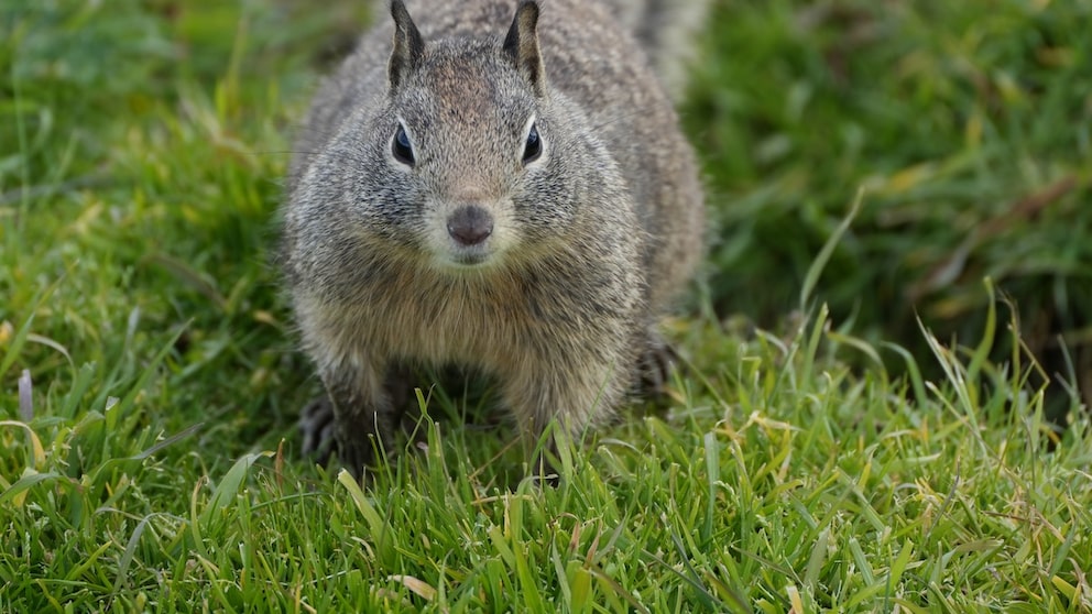 Ein Kalifornischer Ziesel auf Gras