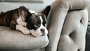 Eine gelangweilte Französische Bulldogge liegt auf dem Sofa