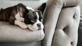 Eine gelangweilte Französische Bulldogge liegt auf dem Sofa