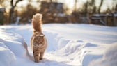 Katze läuft im Schnee