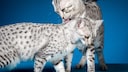 Gepunktete Ägyptische Mau Katzen (Freisteller)