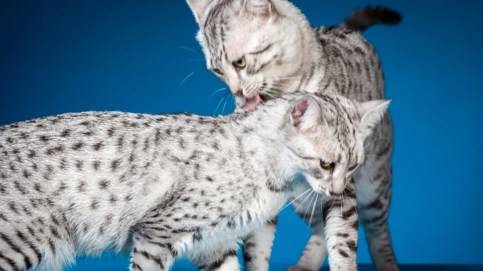 Gepunktete Ägyptische Mau Katzen (Freisteller)