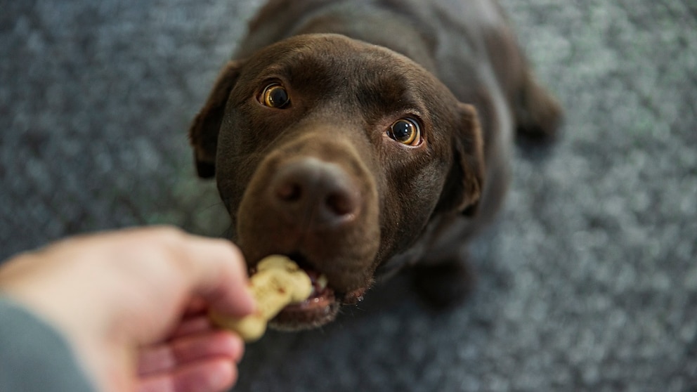 Hundekekse